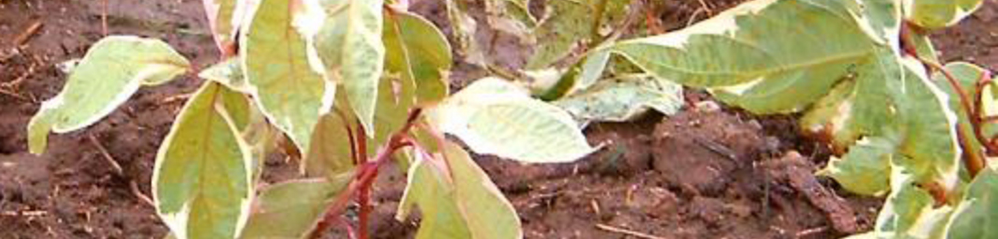 Cornus alba 'Elegantissima'