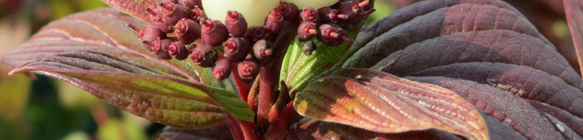 Cornus alba
