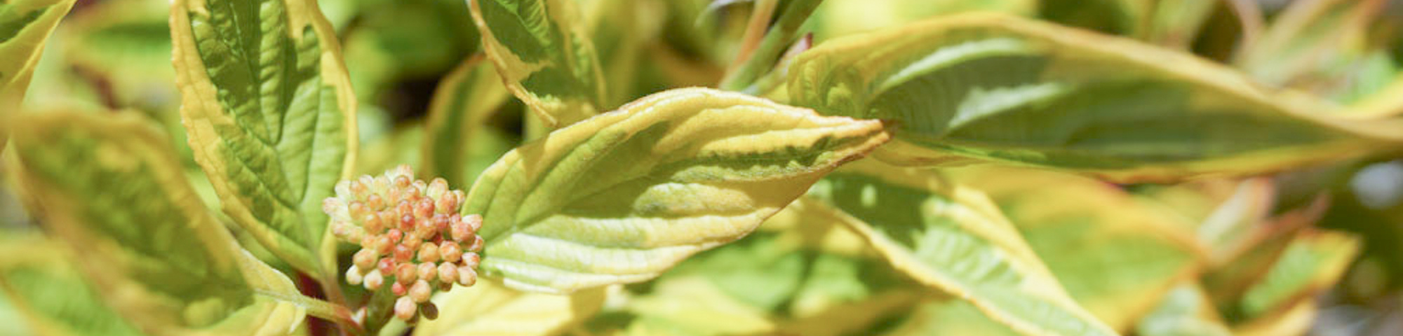Cornus alba 'Gouchaultii'