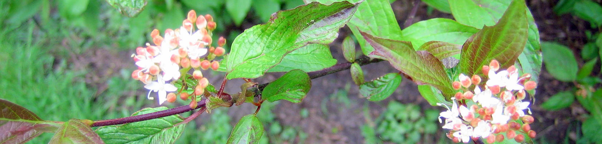Cornus alba 'Kesselringii'