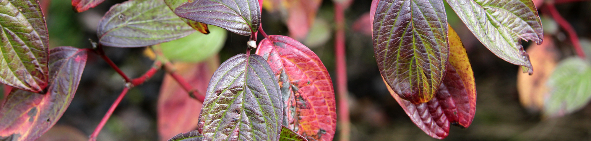 Cornus alba 'Sibirica'