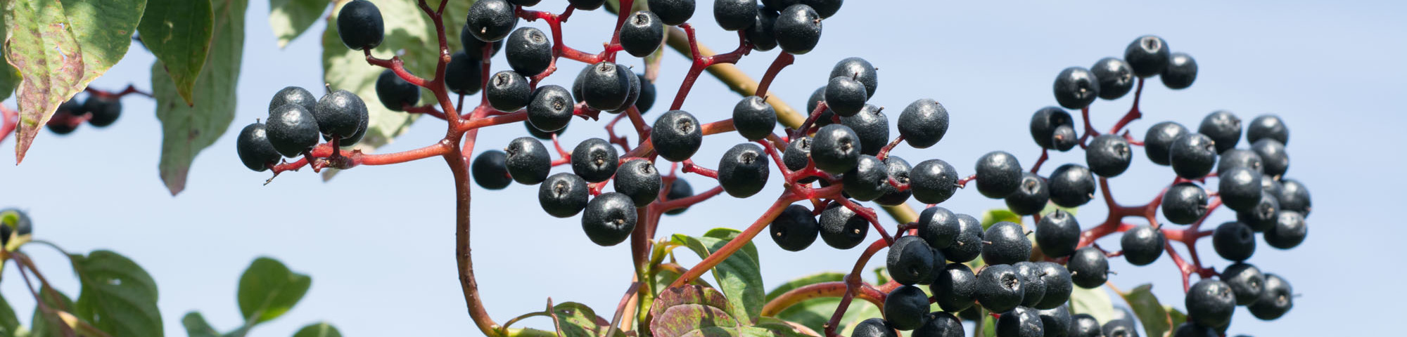 Cornus alternifolia