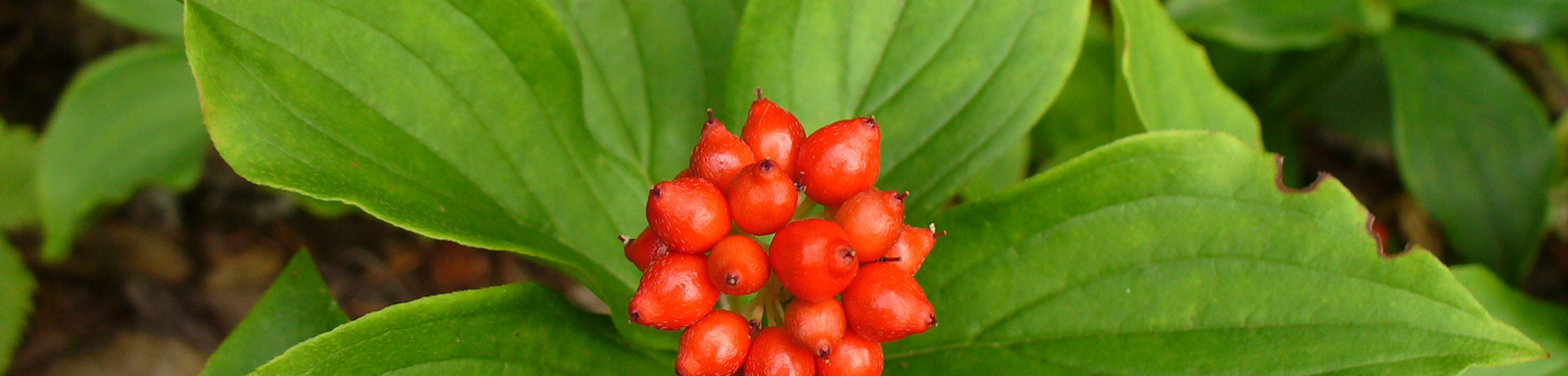 Cornus canadensis