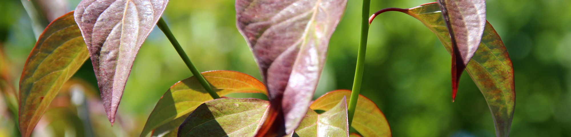 Cornus controversa 'Pagoda'
