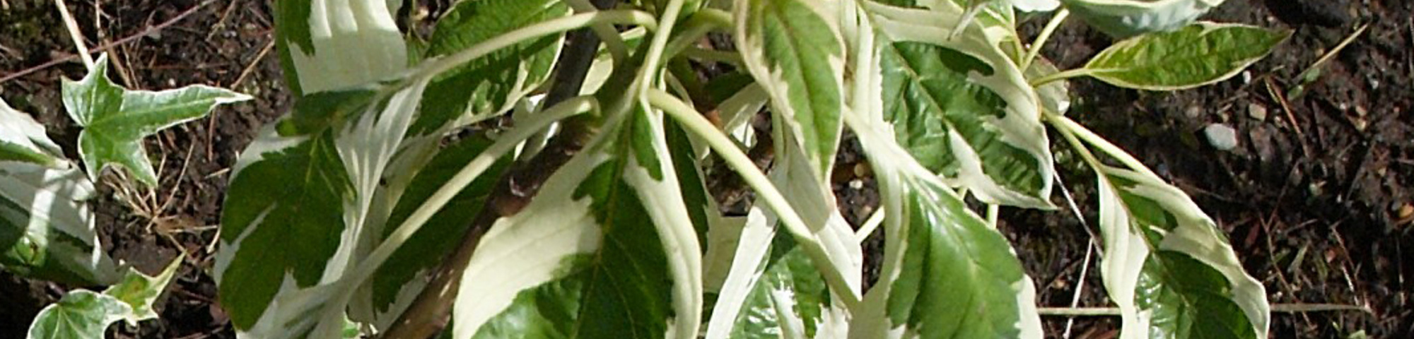 Cornus controversa 'Variegata'