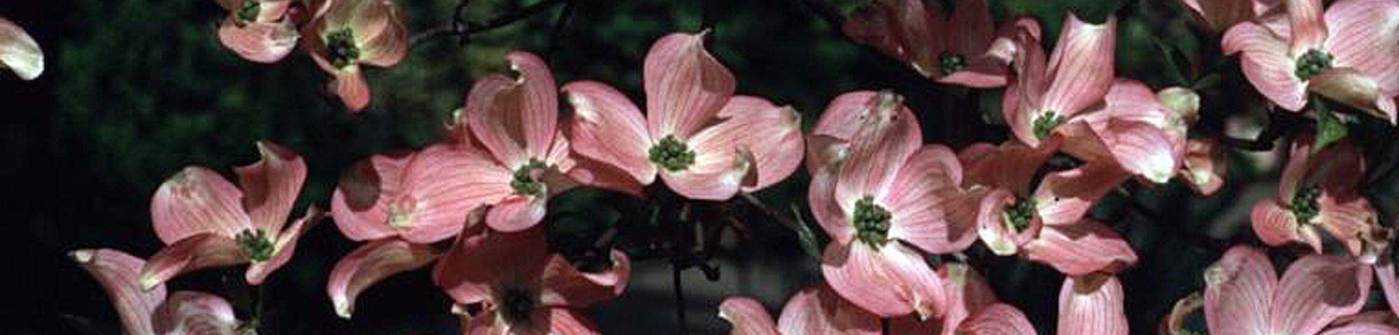 Cornus florida f. rubra
