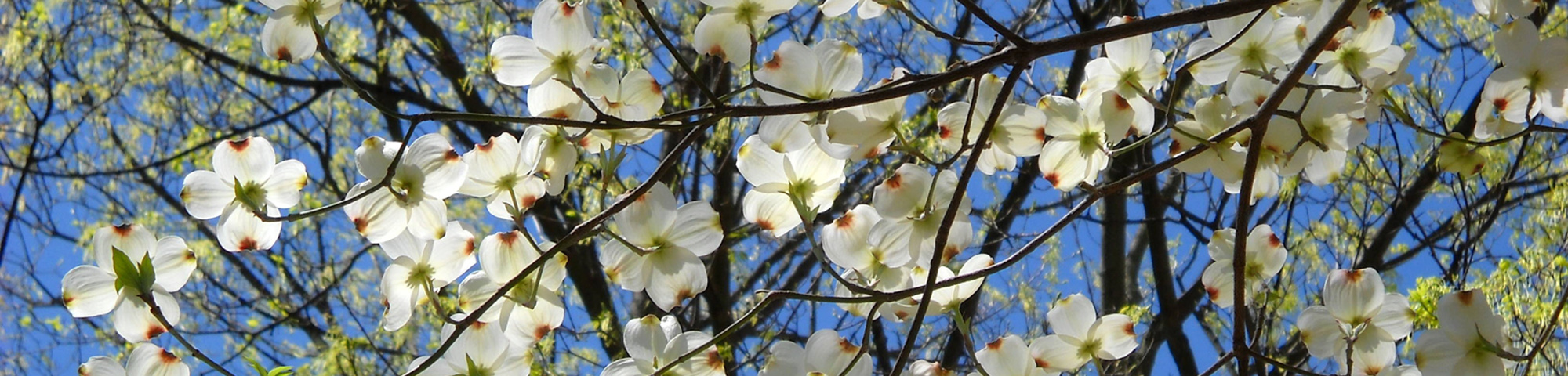 Cornus florida