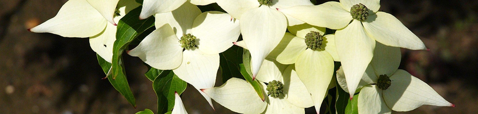 Cornus kousa 'Milky Way'