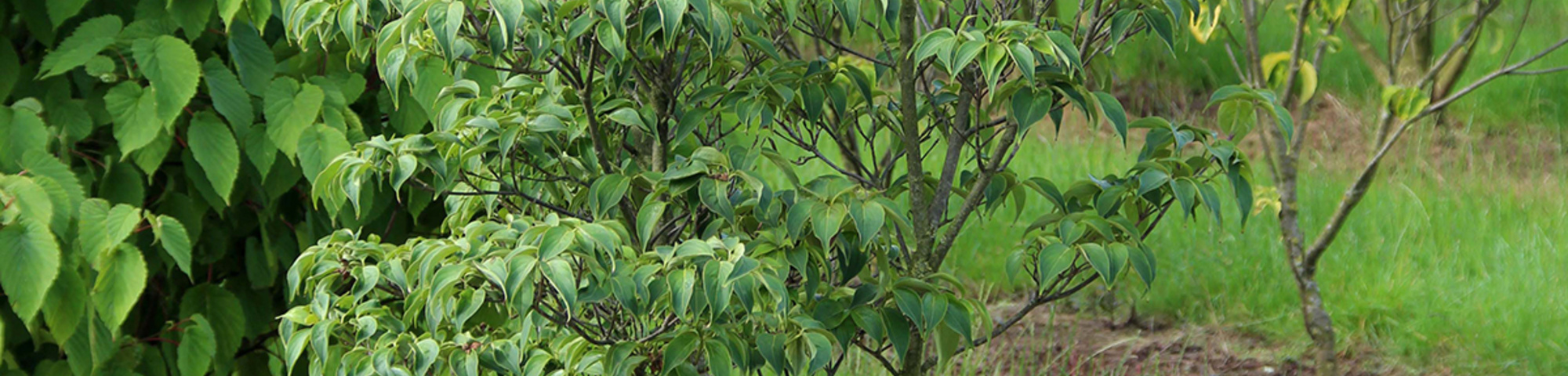 Cornus kousa 'Schmetterling'