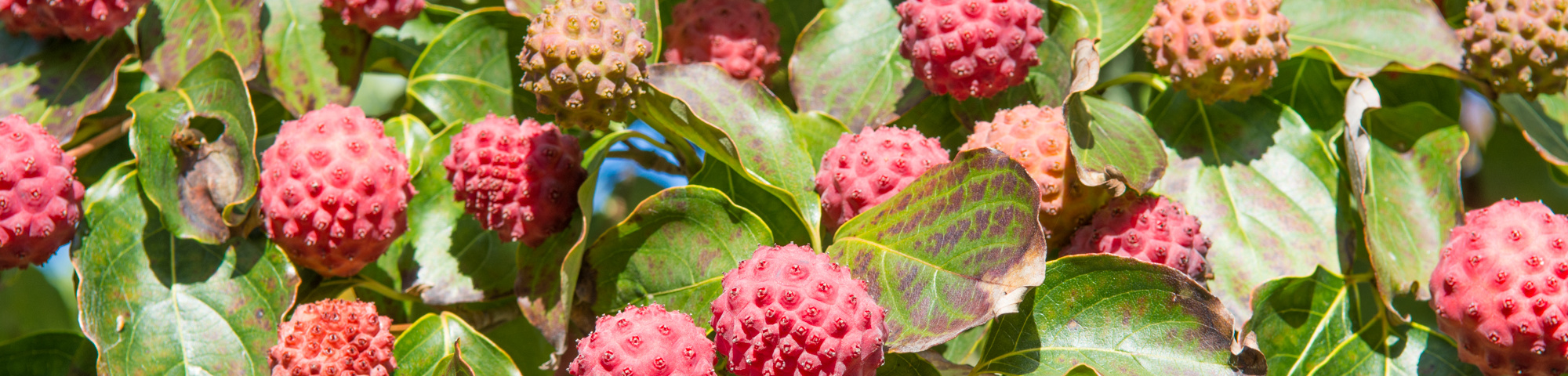 Cornus kousa var. chinensis