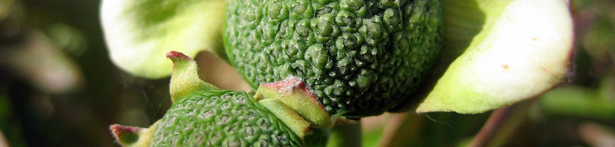 Cornus nuttallii