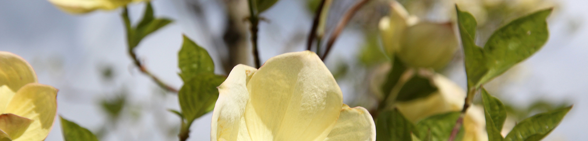 Cornus nuttallii 'Monarch'