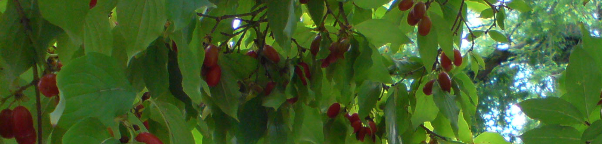 Cornus officinalis