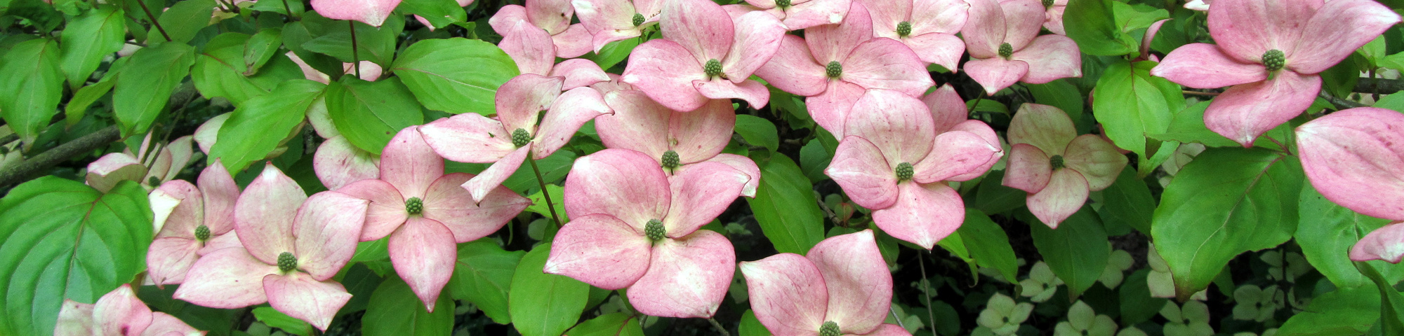 Cornus 'Rutgan'