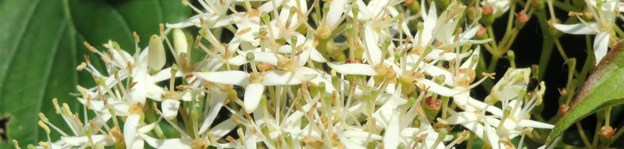 Cornus sanguinea