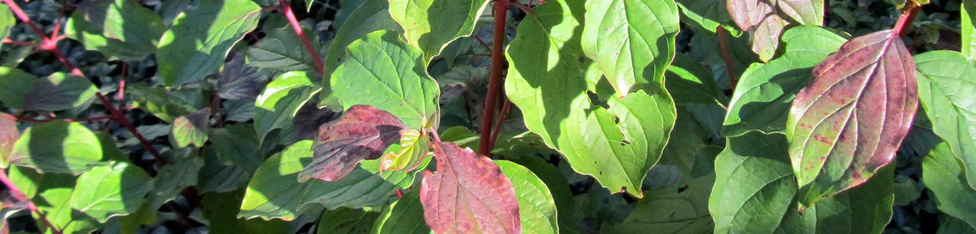 Cornus sanguinea 'Winter Beauty'