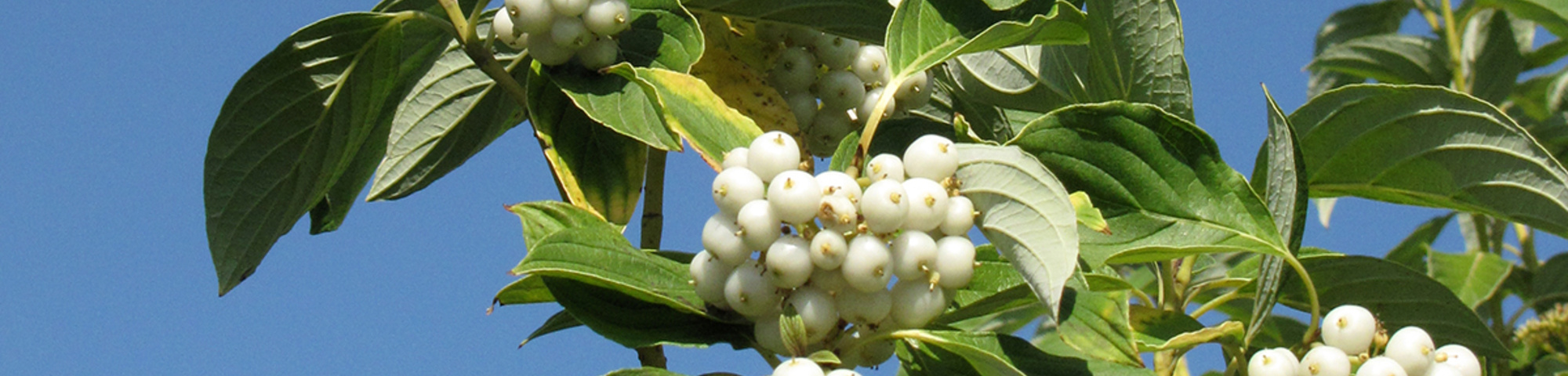 Cornus sericea 'Flaviramea'