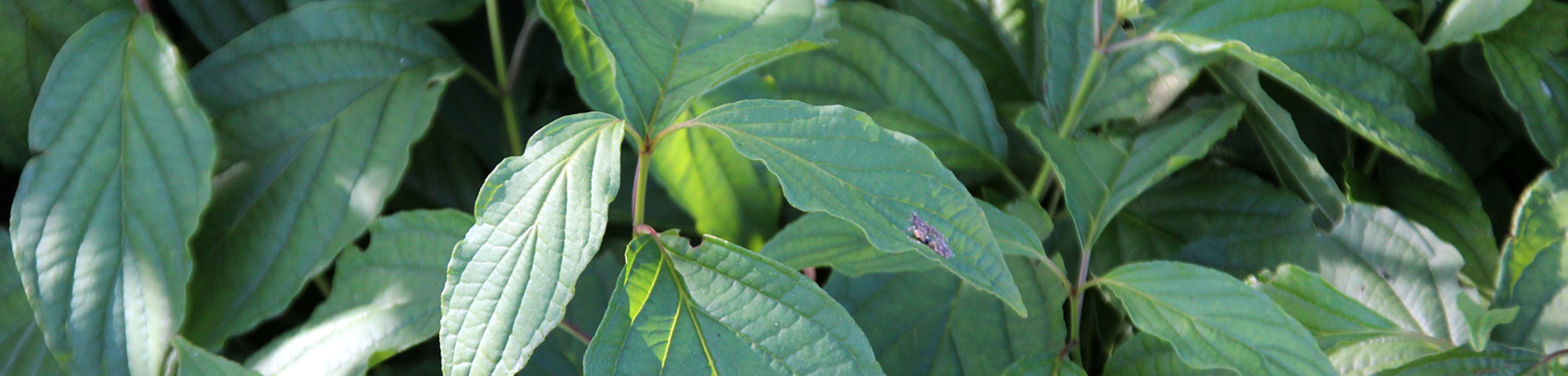 Cornus sericea 'Kelseyi'
