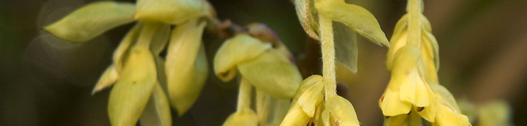 Corylopsis pauciflora