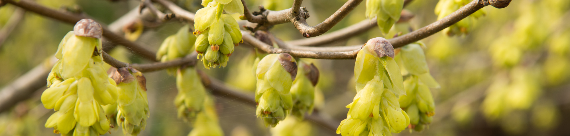 Corylopsis sinensis