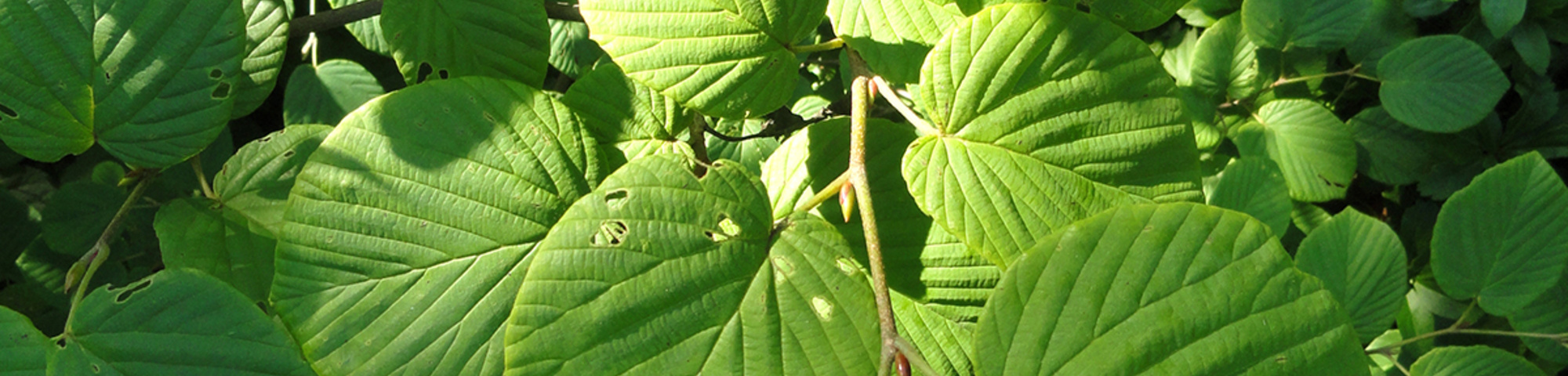 Corylopsis spicata