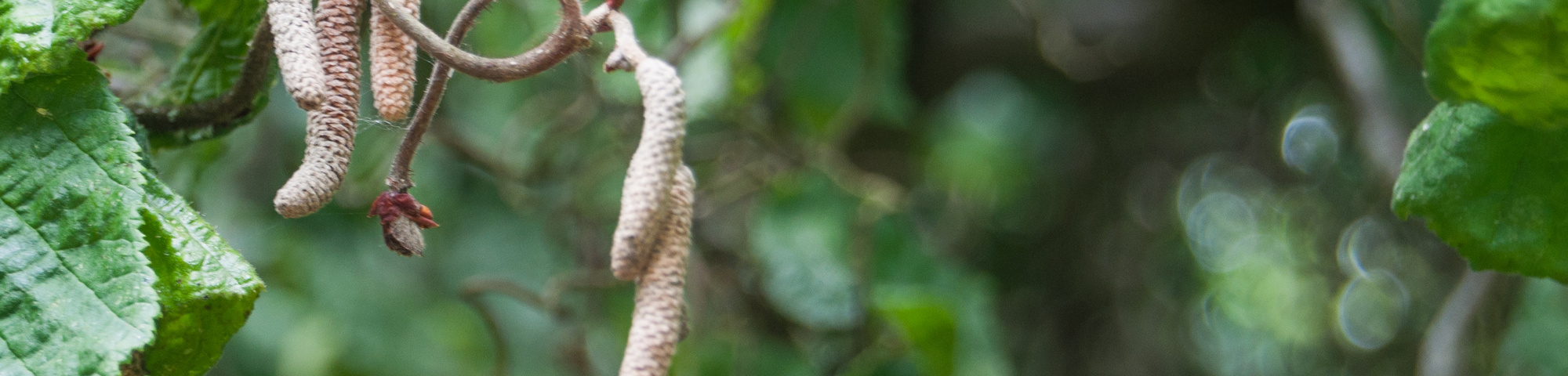 Corylus avellana 'Contorta'