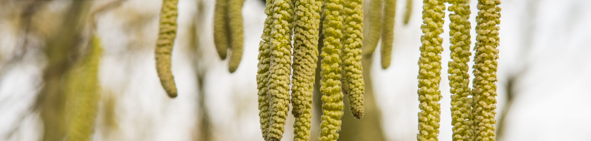 Corylus avellana