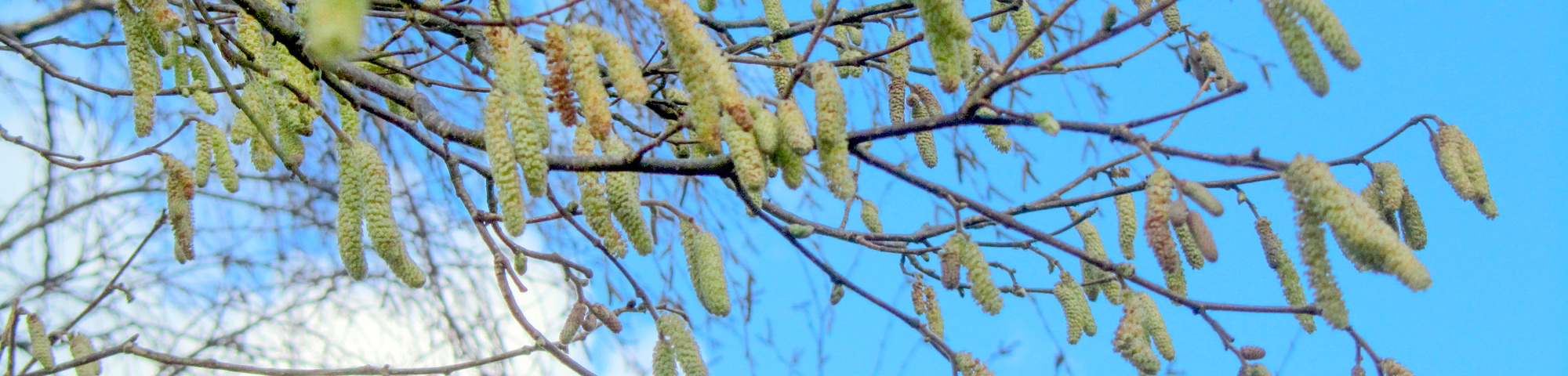 Corylus x colurnoides