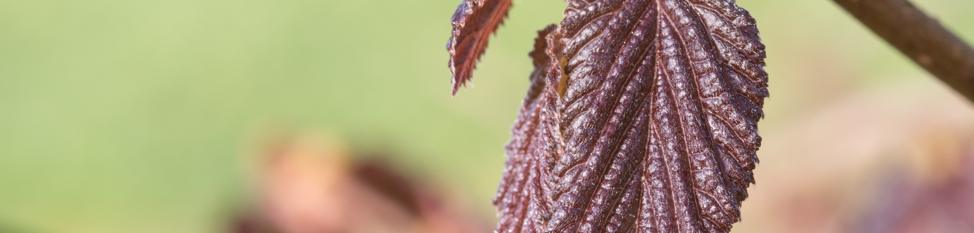 Corylus maxima 'Purpurea'