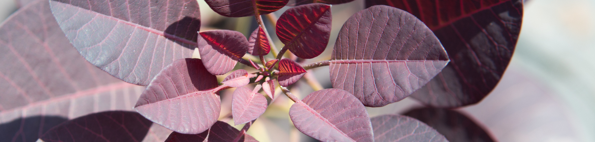 Cotinus coggygria 'Royal Purple'