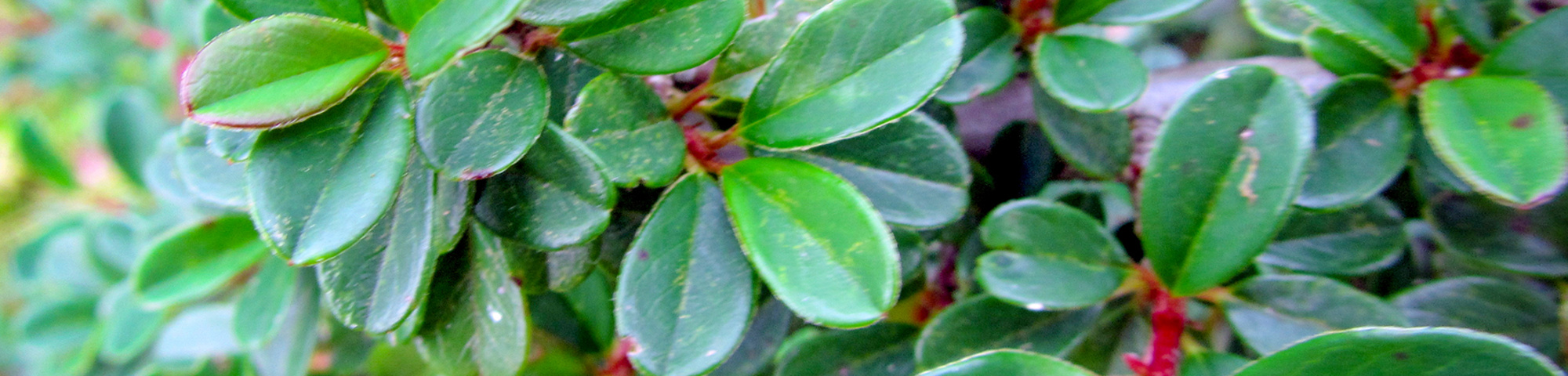 Cotoneaster radicans 'Eichholz'