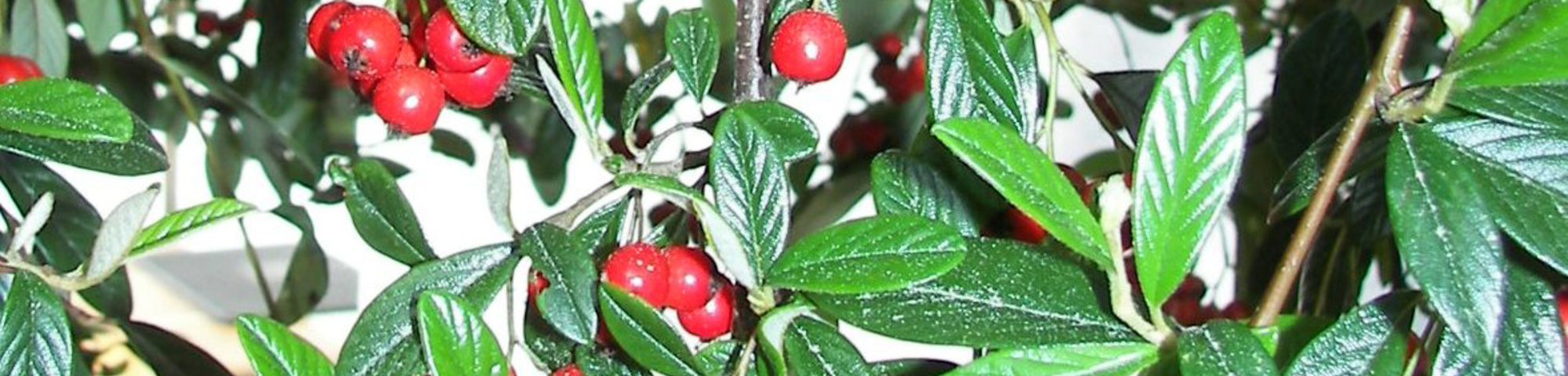 Cotoneaster franchetii