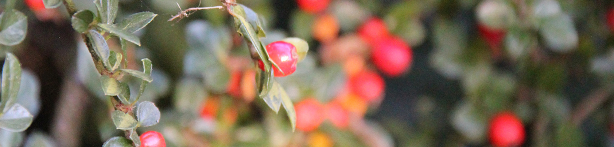Cotoneaster horizontalis