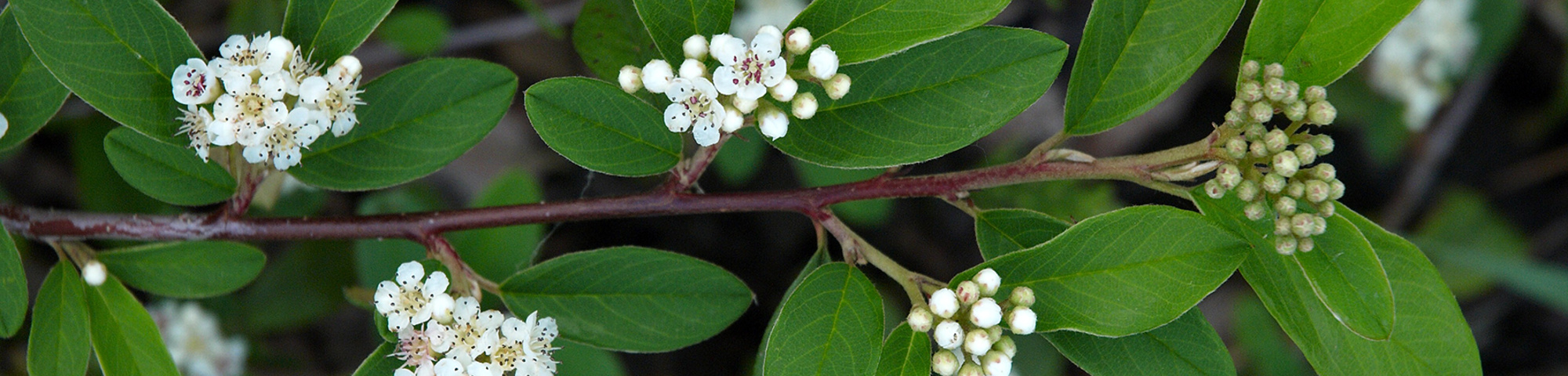 Cotoneaster salicifolius