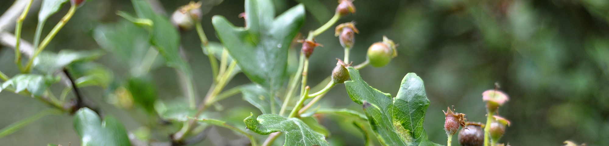 Crataegus laevigata 'Plena'