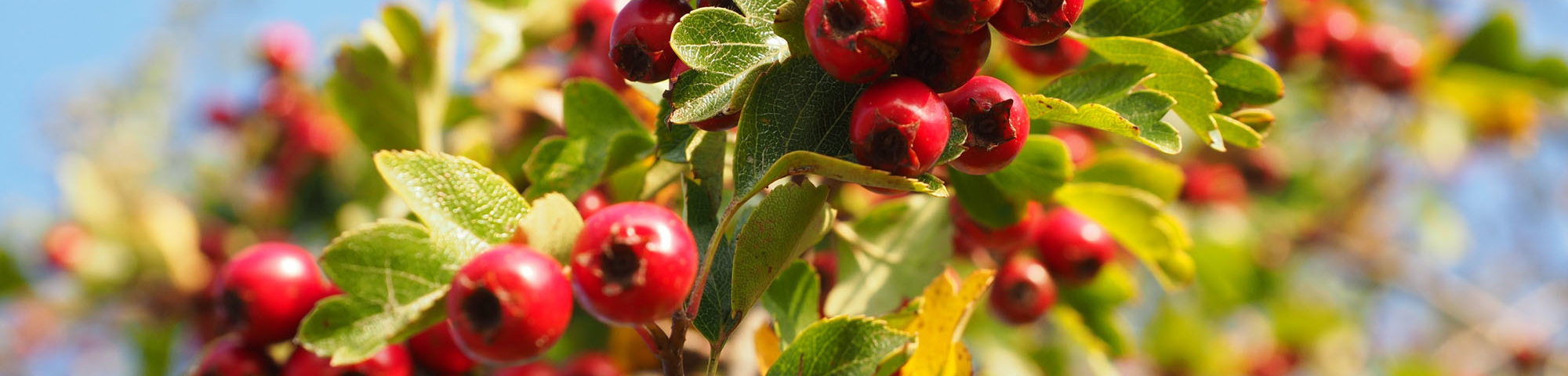 Crataegus monogyna