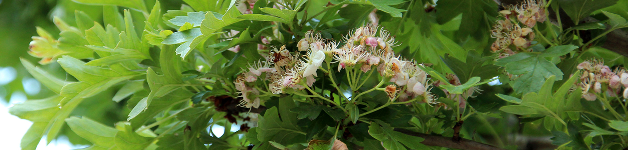 Crataegus monogyna 'Stricta'