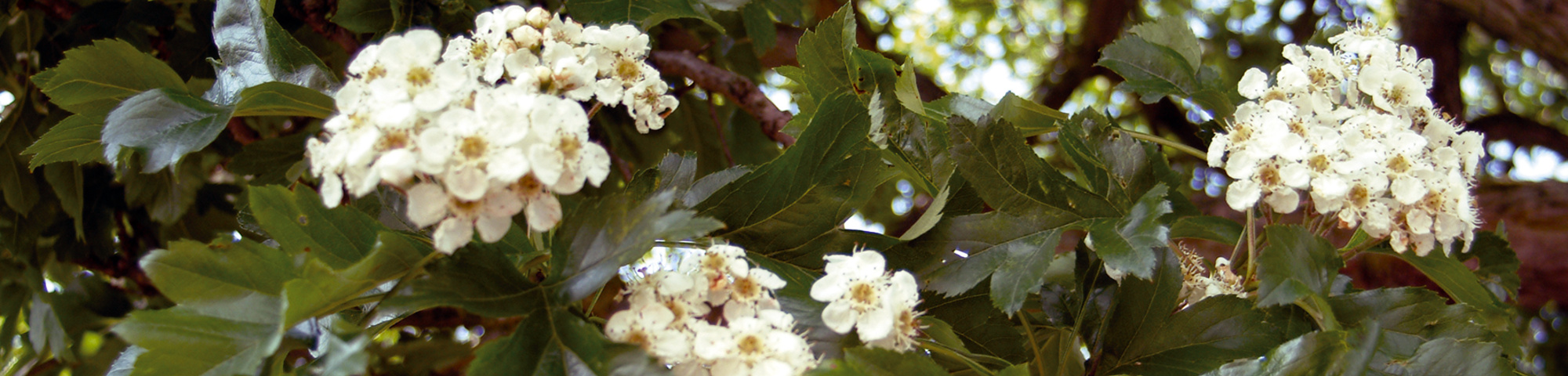 Crataegus pinnatifida var. major