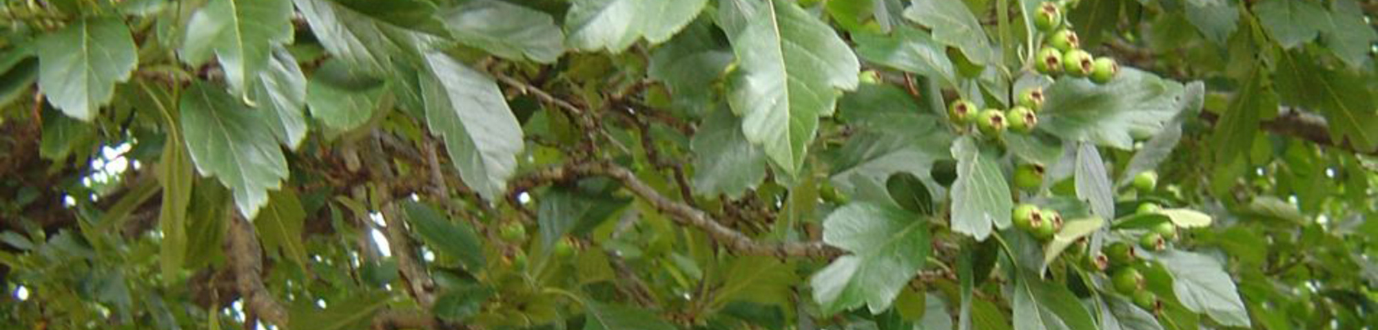 Crataegus x grignonensis