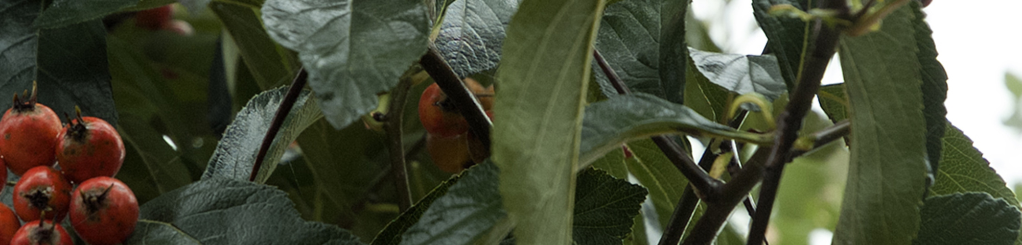 Crataegus x lavalleei 'Carrierei'