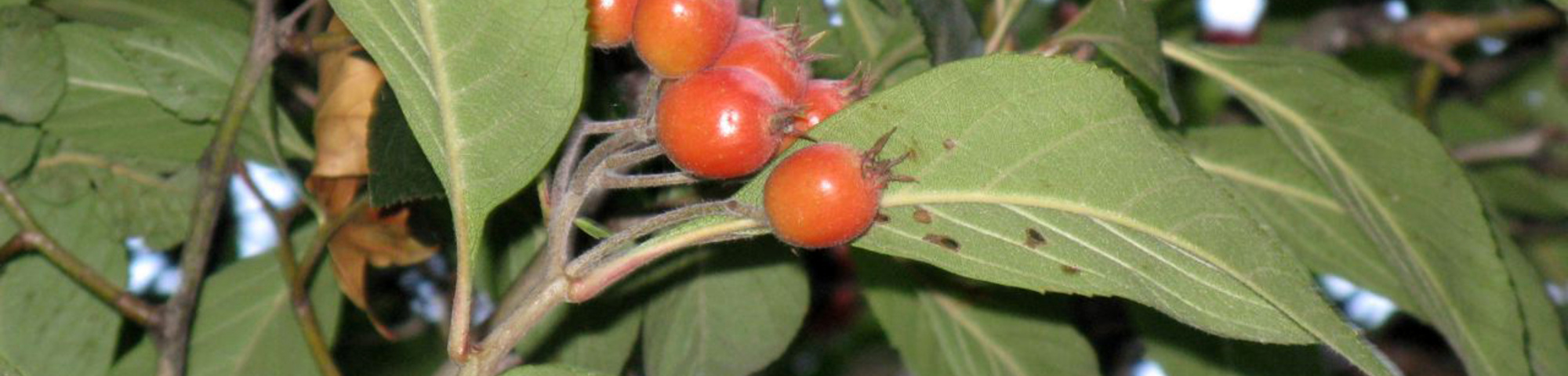 Crataegus x lavalleei
