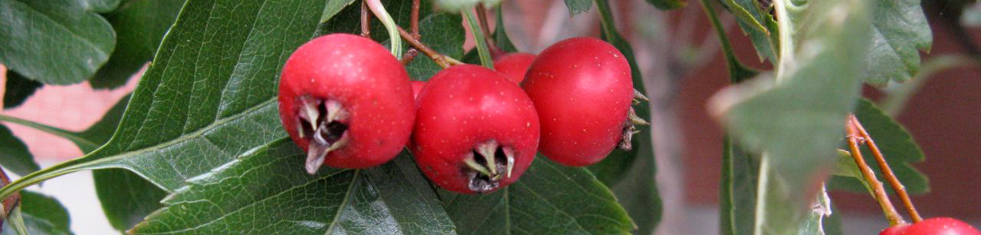 Crataegus x mordenensis 'Toba'