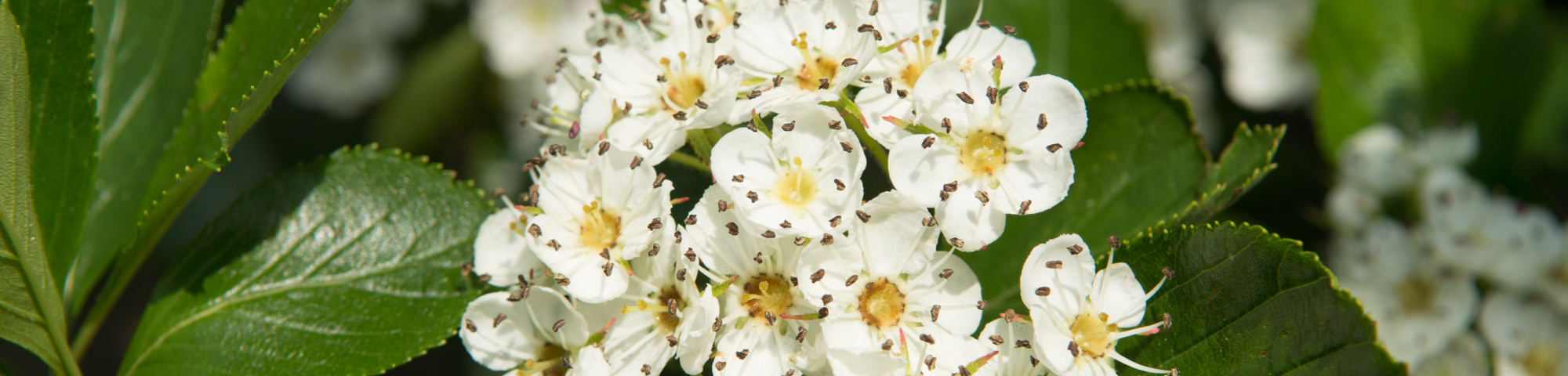Crataegus x persimilis
