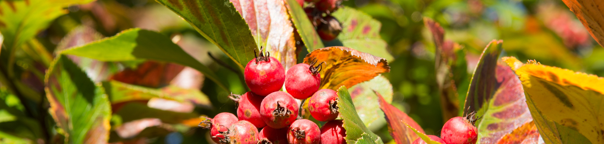 Crataegus x persimilis 'Splendens'