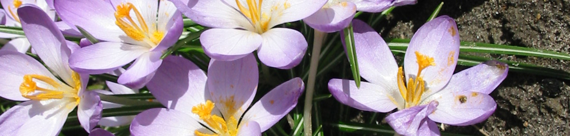 Crocus tommasinianus