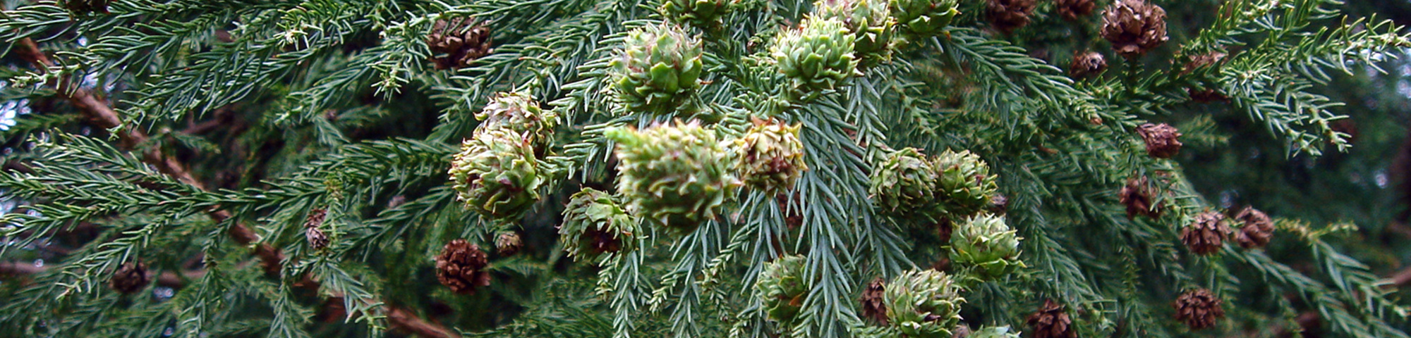 Cryptomeria japonica