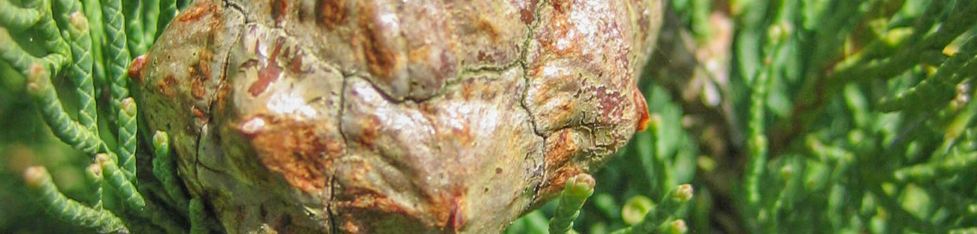 Cupressus sempervirens 'Pyramidalis'