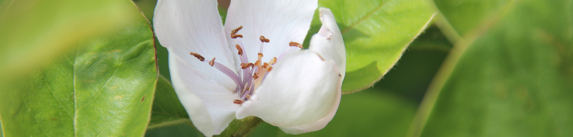 Cydonia oblonga 'Leskovacka'