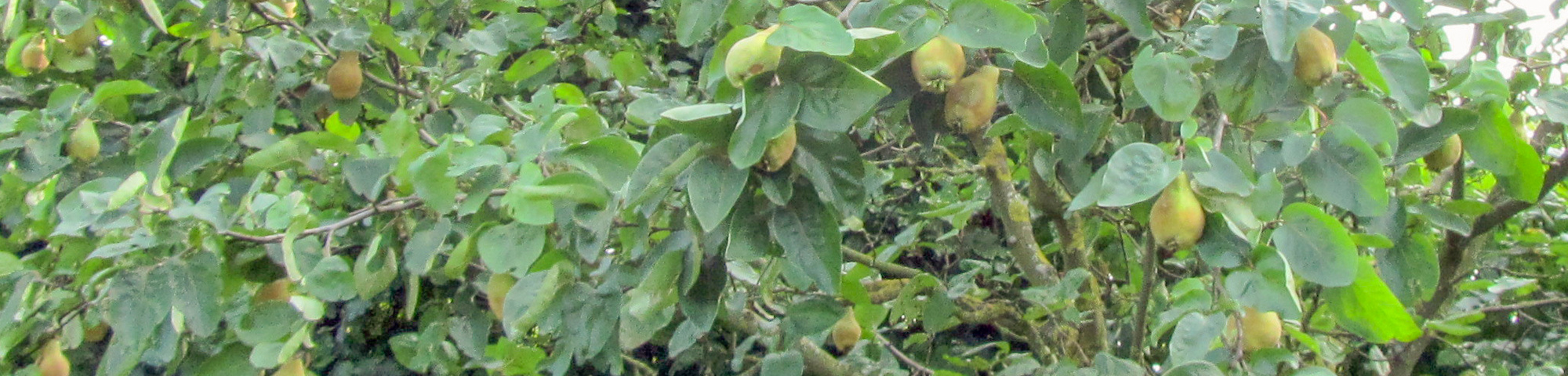 Cydonia oblonga 'Portugal'