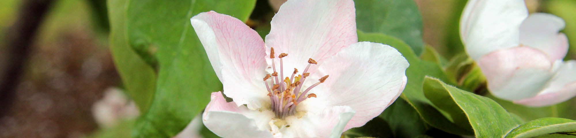 Cydonia oblonga 'Vranja'